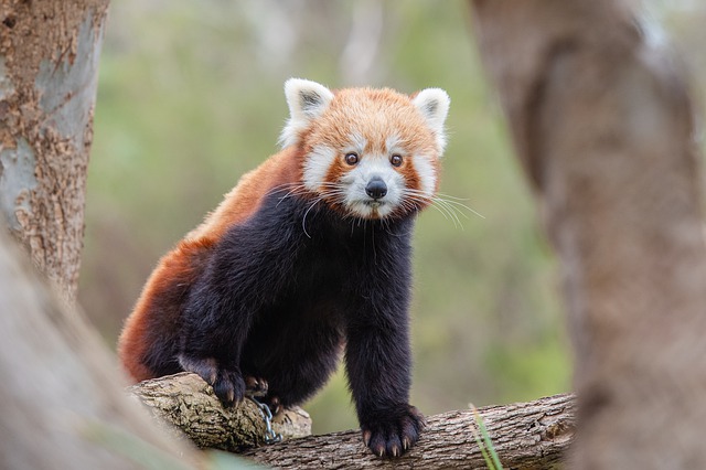 Panda červená.jpg